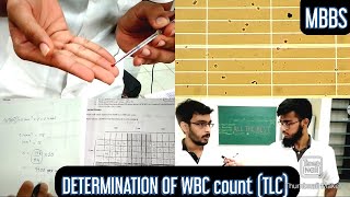 Determination of WBC count TLC Total leucocyte count  MUHS  mbbs practical hematology [upl. by Fondea191]