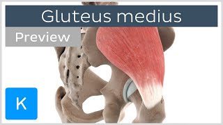 Functions of the gluteus medius muscle preview  3D Human Anatomy  Kenhub [upl. by Zwart606]