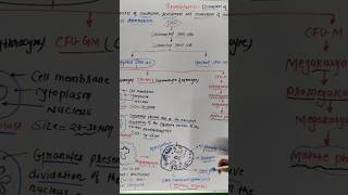 Platelet  Structure of Mature Platelet  trending ytshorts medicaleducation [upl. by Mariska]