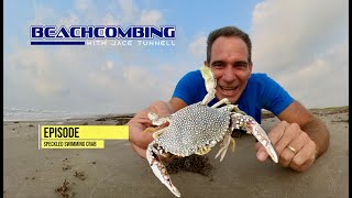 Beachcombing  Speckled Swimming Crab [upl. by Aciretnahs]