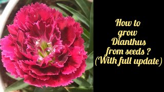 How to grow Dianthus from seeds [upl. by Ennej]