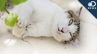 How Catnip Gets Cats High [upl. by Bashuk]