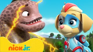 PAW Patrol  ¡Los Mighty Pups contra animales gigantes  Nick Jr en Español [upl. by Mandler]