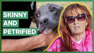 Tia Saves A Pit Bull From A quotDog Graveyardquot  Pit Bulls amp Parolees [upl. by Yslek80]