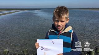 Rasmus and Artur MyOceanPledge Wadden Sea World Heritage marine site [upl. by Flossi]