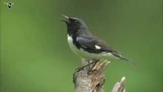 Blackthroated Blue Warbler [upl. by Notnroht324]