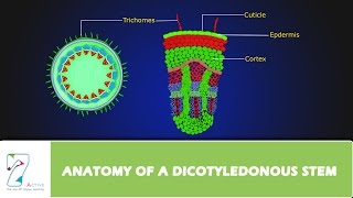 ANATOMY OF A DICOTYLEDONOUS STEM [upl. by Laen]