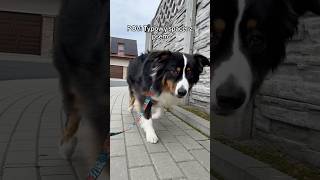 POV Typowy spacer z psem 🐶 pieskomediaśmieszne [upl. by Mchenry447]