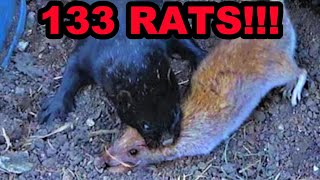 Mink and Dogs OBLITERATE 133 Rats [upl. by Wendel]