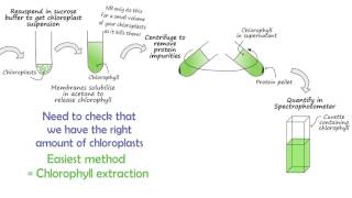 Chloroplast preparation methods [upl. by Cartwright377]