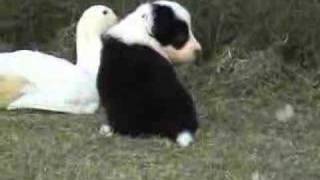 Border Collie puppies at 4 weeks old with ducks [upl. by Yorgos]