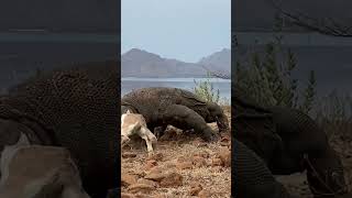 Snaying goats easily dragon komodo [upl. by Ernesto]