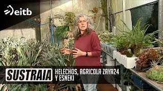 SUSTRAIA Helechos Agricola Zaya24 y Esneki [upl. by Aieken873]