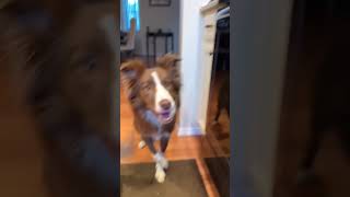 This audio is so perfect 🎥 leothebordercollie on IG 🎾🐕😂 [upl. by Kinsley]