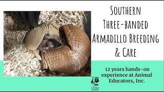 Southern ThreeBanded Armadillo Breeding amp Care [upl. by Ellerehc]