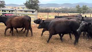 20 x 20 ANGUS 1ST CALVERS AC COSIER  COWS [upl. by Llenrod]