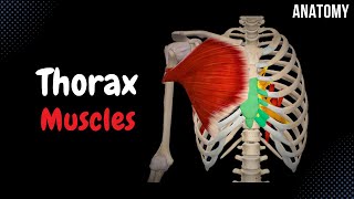 Muscles of the Thorax Origin Insertion Function [upl. by Grimaud814]