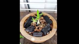 How to Remove and Repot a Baby Orchid also called a Keiki [upl. by Schiro]