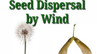 Seed Dispersal by Wind [upl. by Balch]