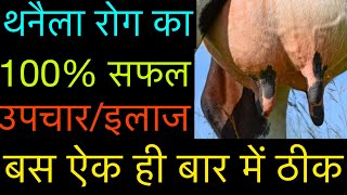 Treatment amp symptoms of mastitis in cattle amp buffalo l गाय व भैंस में थनैला रोग का इलाज़ l dr umar [upl. by Enitnemelc]