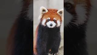 Cute red panda sound 🥺 [upl. by Rozele]