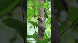 The cutest mammalian glider The Colugo [upl. by Pittman263]