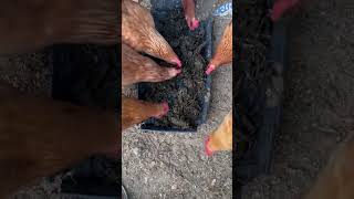 I Tried Feeding My Chickens Only Free Food For A Month [upl. by Valeda]