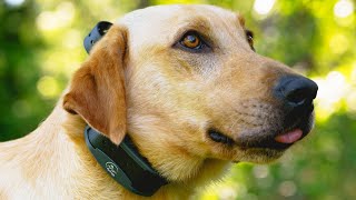 Sportdog  Dod Collar  Fieldsentinel 1825  Review [upl. by Anawahs448]