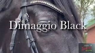 Dimaggio Black Training Mai 2020 [upl. by Fairlie]