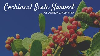 Cochineal Harvest at Lucinda Garcia Park [upl. by Haliek]