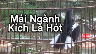 Choè than mái kích là trống hót  Kích choè than hót 1 tiếng mỗi sáng [upl. by Yole]