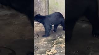 SPECTACLED BEAR fypシ animals japan [upl. by Yenruoj740]