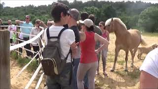 atelier exercices cheval équitation ethologie en liberté et à pied [upl. by Hatti]