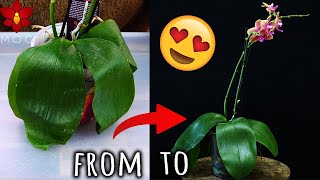 What to do when your Orchid has limp leathery leaves  Orchid Care for Beginners [upl. by Nottnerb]