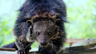 Binturong Jenis Musang Terbesar di Dunia [upl. by Carlyle408]