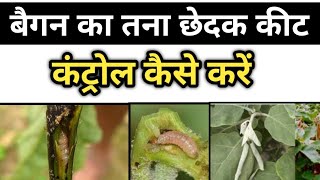 बैगन का तना छेदक कीट का कण्ट्रोल कैसे करें  How to control Brinjal shoot Borer  बैगन का तना रोग [upl. by Lleral925]