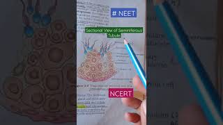 Seminiferous Tubule Diagrammatic sectional view of Seminiferous Tubule NCERT Biology [upl. by Willner577]