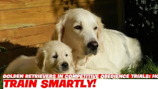 Golden Retrievers in Competitive Obedience Trials How to Prepare [upl. by Waechter214]