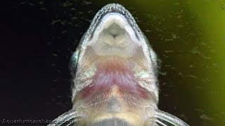 Otocinclus Catfish Eating Soft Algae in a Freshwater Aquarium [upl. by Sokim]