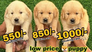 Low price puppy available in Delhi cheapest dogs market in india delivery available [upl. by Baugh]