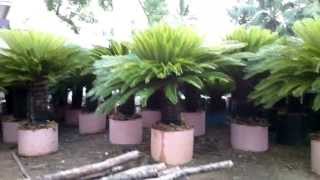 Cycas revoluta in containers Rajkumar nursery [upl. by Ayamat]