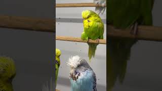 budgerigars birds kusum parrot budgies budgiegar budgerigarbird birdslover kussum budiges [upl. by Falkner]