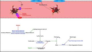 Pharmacology of the Clotting Coagulation Cascade [upl. by Gael857]