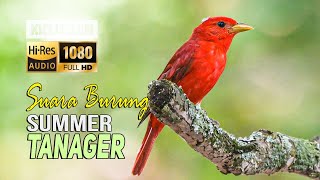 Kicau Burung SUMMER TANAGER  Summer Tanager Bird Song [upl. by Dent]