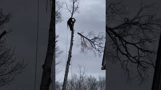 Tree Top Takes Out Cherry Tree arborcare arborist treecare treeremoval husqvarna [upl. by Rebmac777]