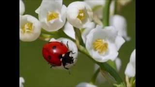 Brin de muguet pour les amis [upl. by Aivun538]