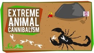 Extreme Animal Cannibalism [upl. by Ttesil]