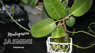 Pruning Madagascar Jasmine Grown Indoors [upl. by Llenahs173]