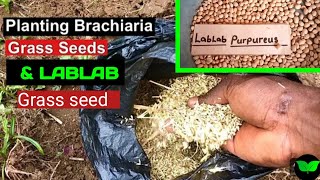 How to Prepare soil for Planting BRACHIARIA Grass seed amp LABLAB Grass seedNatures finest seed [upl. by Marrissa51]