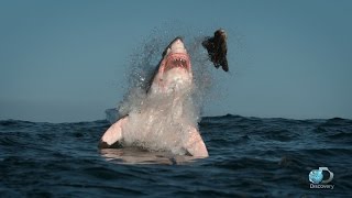 Breaching Great White Sharks  Shweekend [upl. by Haikan]